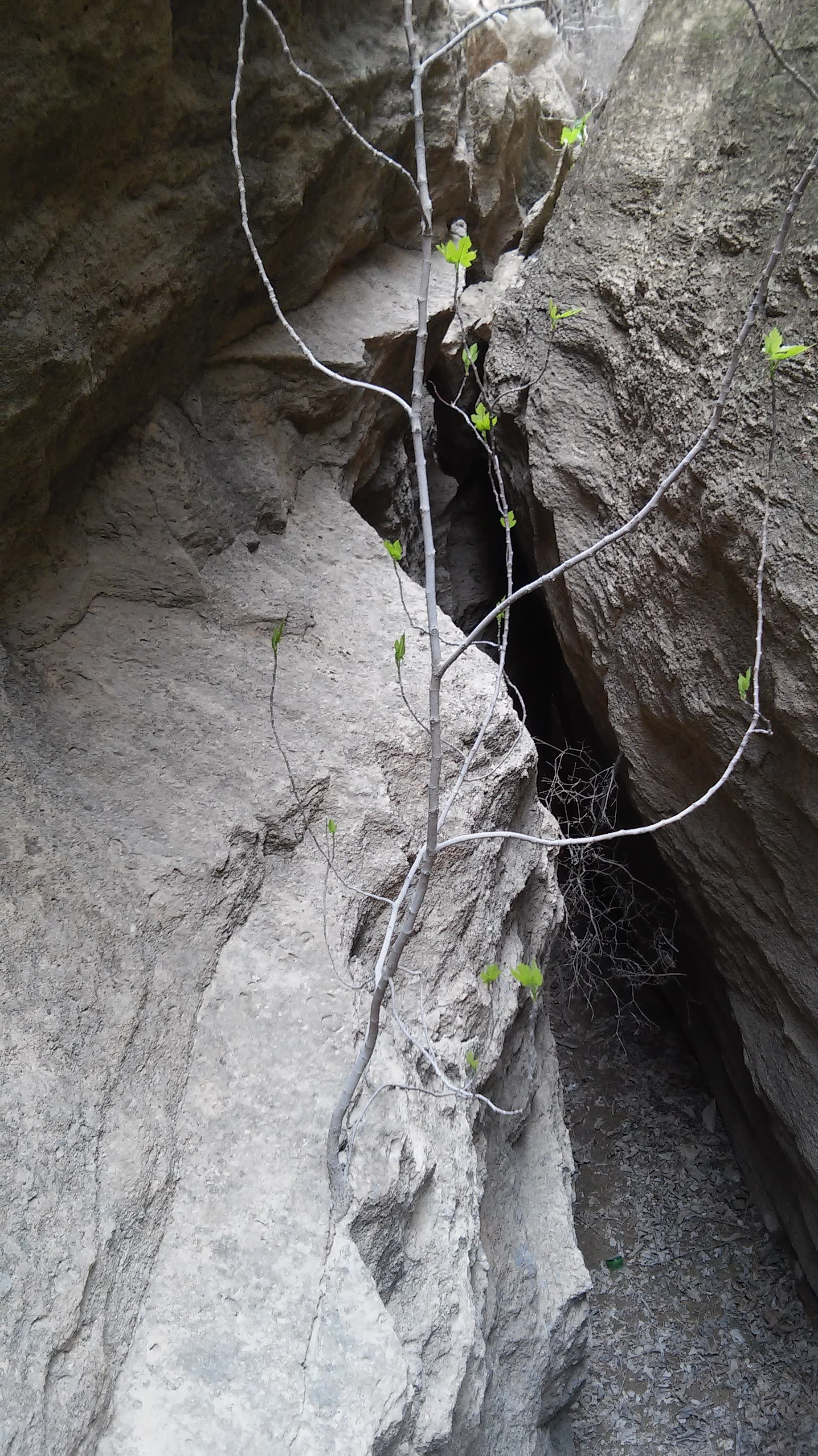 Tree growing from stone
